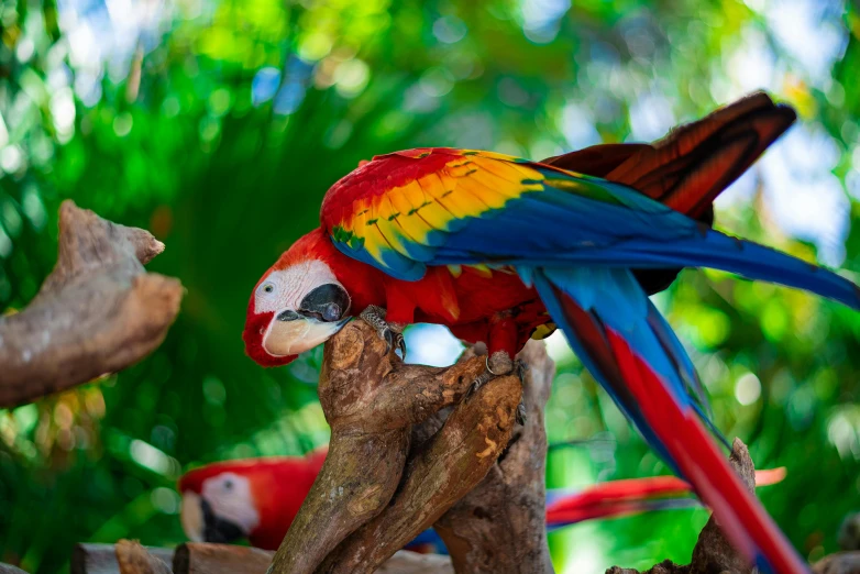a very colorful parrot on a tree nch