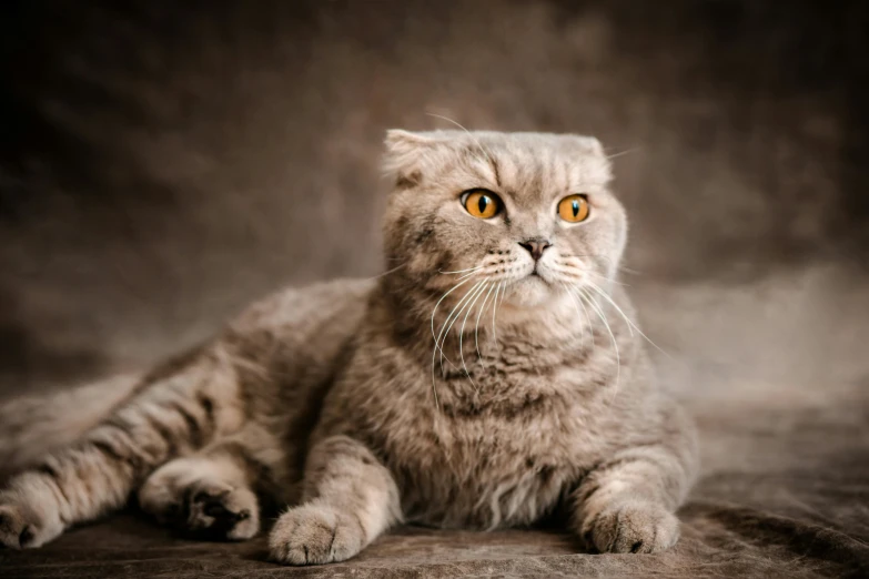 a cat with one eye turned slightly on an isolated background