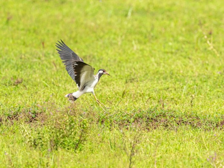 a black - necked stilt with it's beak in flight on the ground