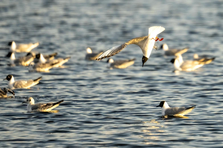 a large flock of seagulls flying over the ocean water