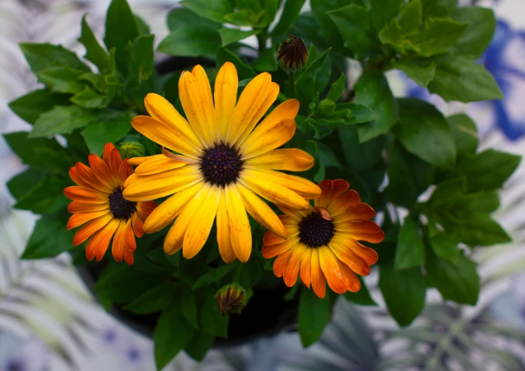 a small yellow and orange flower in a pot