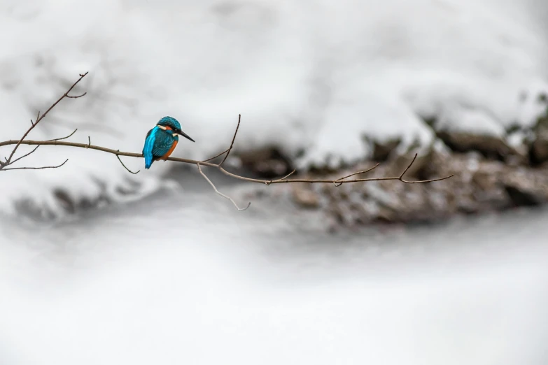 a small bird perched on top of a nch