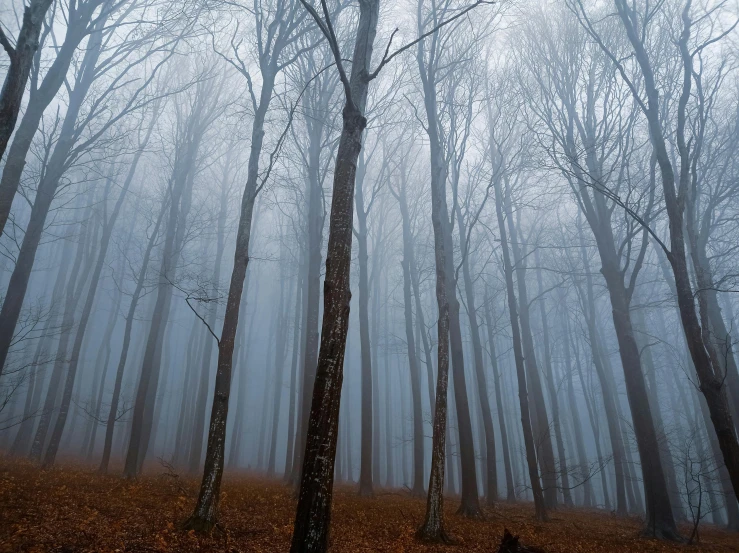 a foggy forest with trees and leaves in the foreground