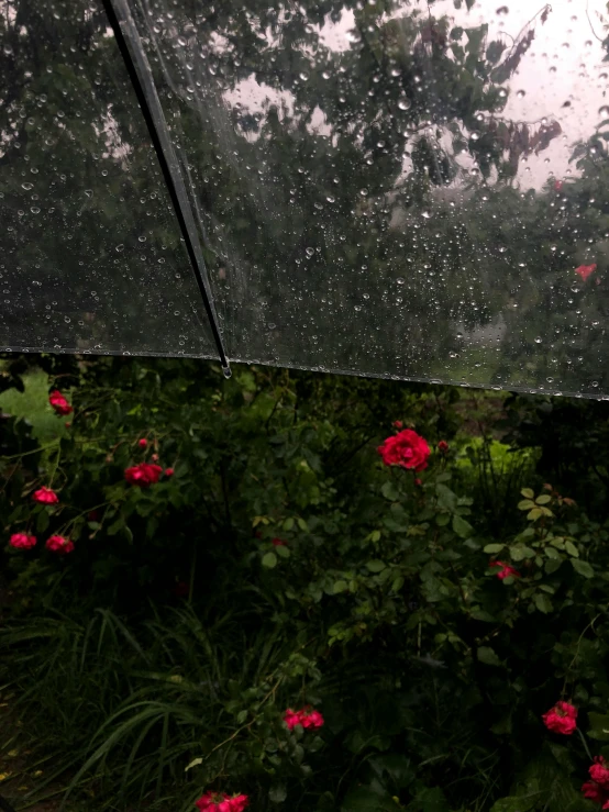 an open umbrella with flowers and leaves surrounding it