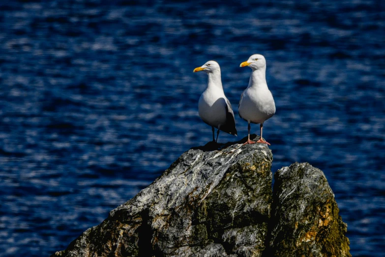 two birds stand on the top of a rock next to water