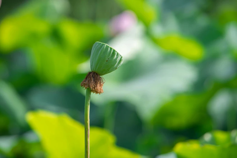 there is a large green leaf with a little bug on it