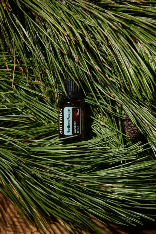 a glass bottle of essential oils is placed among pine needles