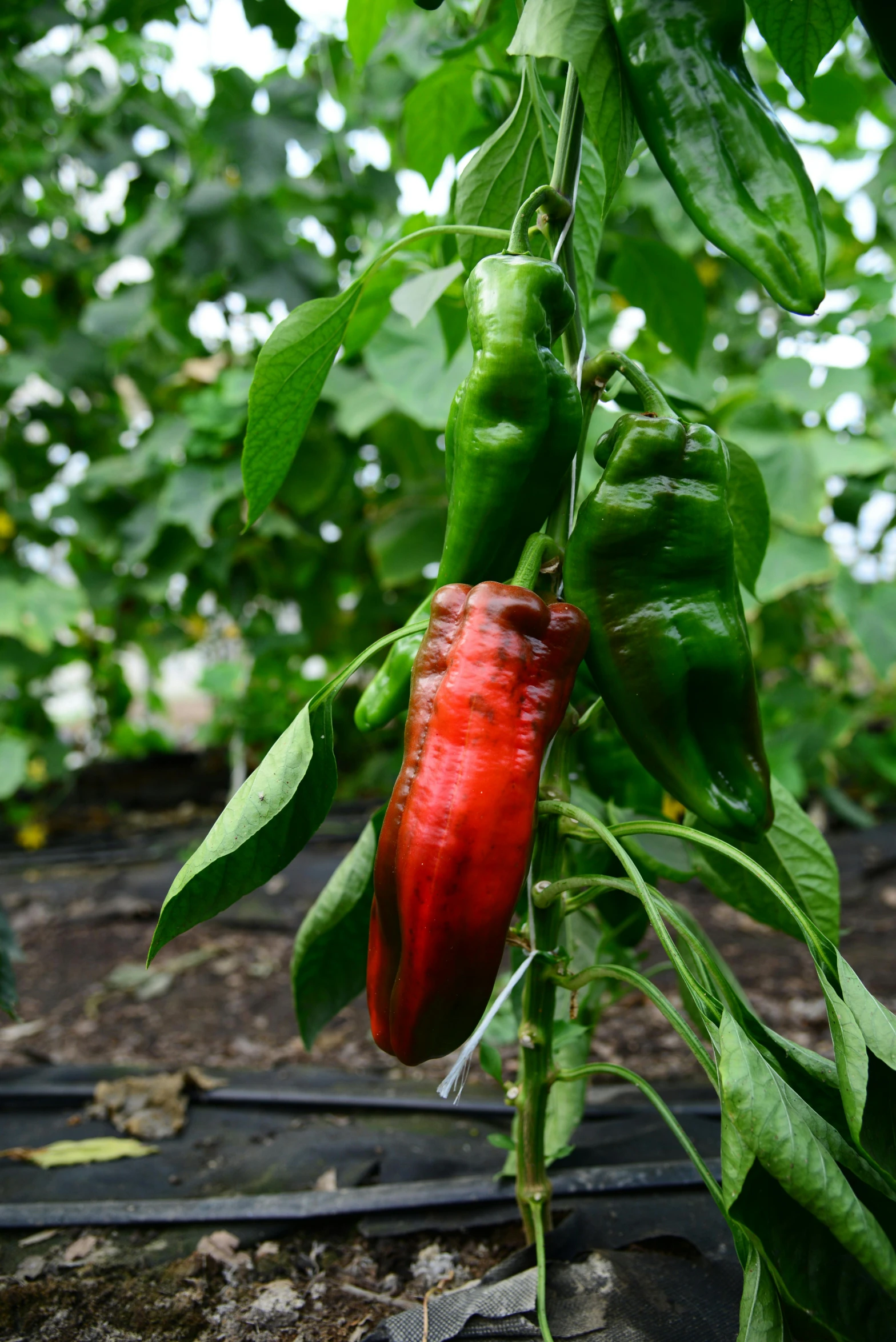 the green pepper is still red so far away