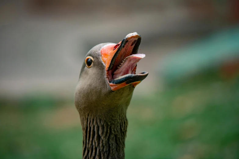 a bird yawning with its mouth wide open