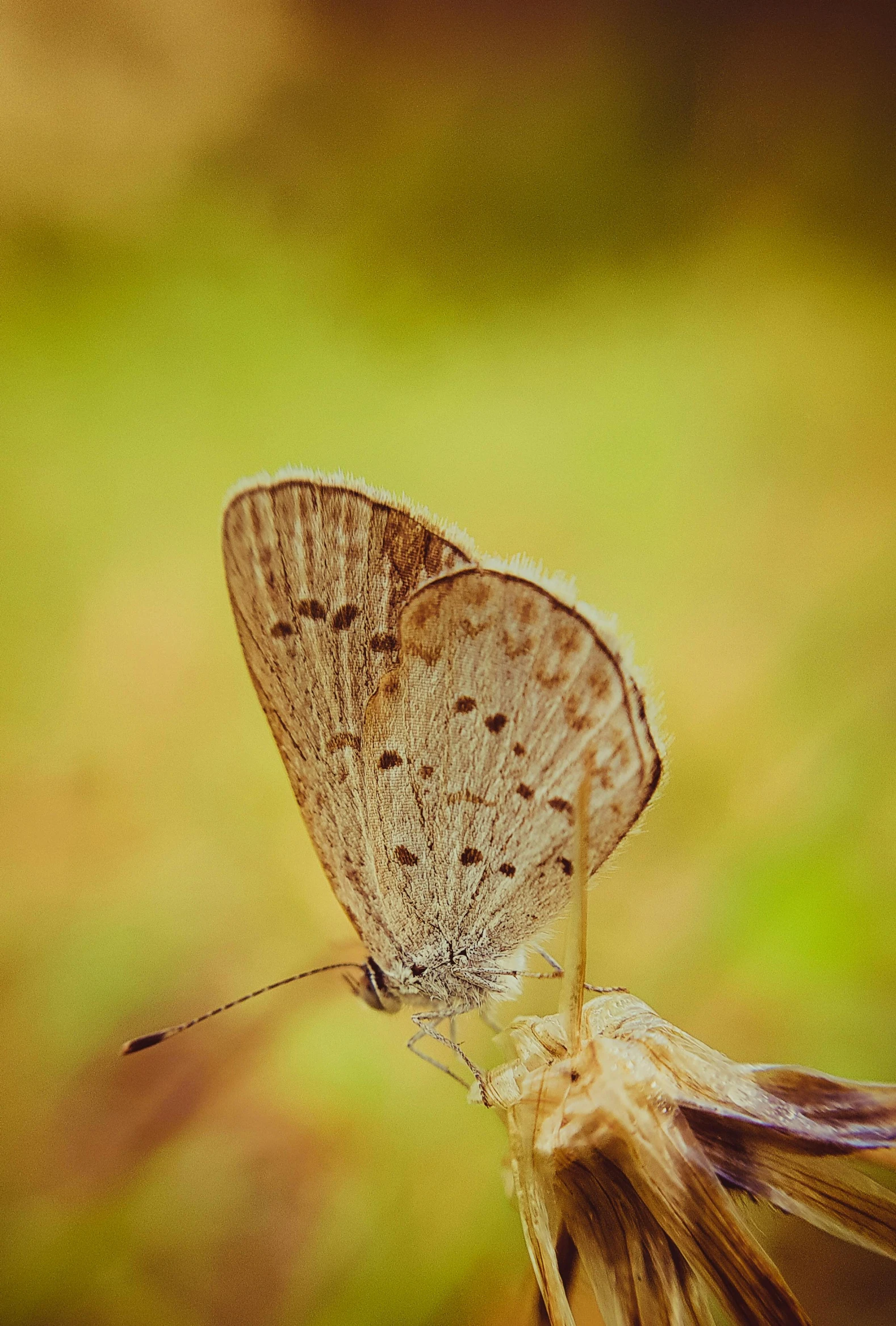 a blue erfly flying over a plant in the middle of a forest