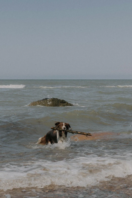 a dog swimming in the ocean next to rocks