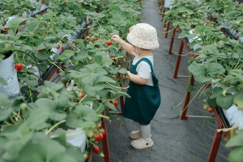 a toddler picking strawberries at a farm