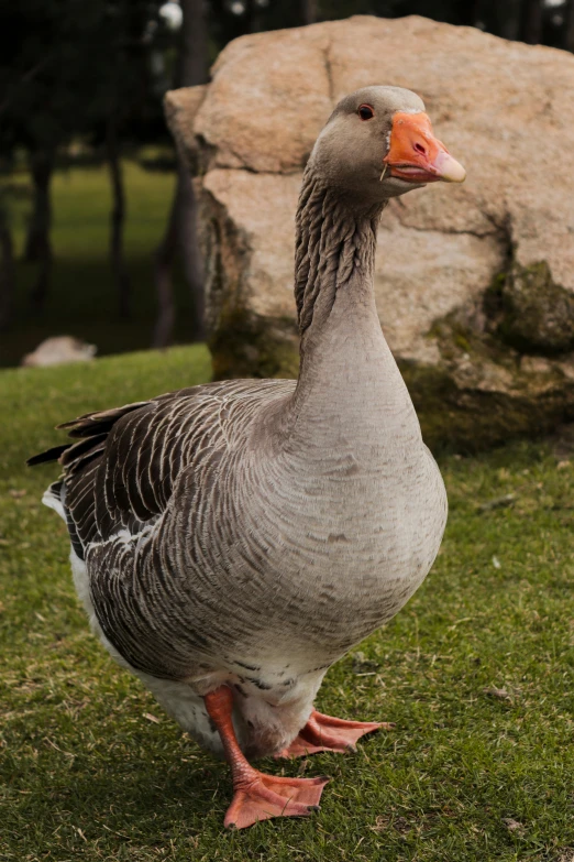 a duck standing in a field next to a rock