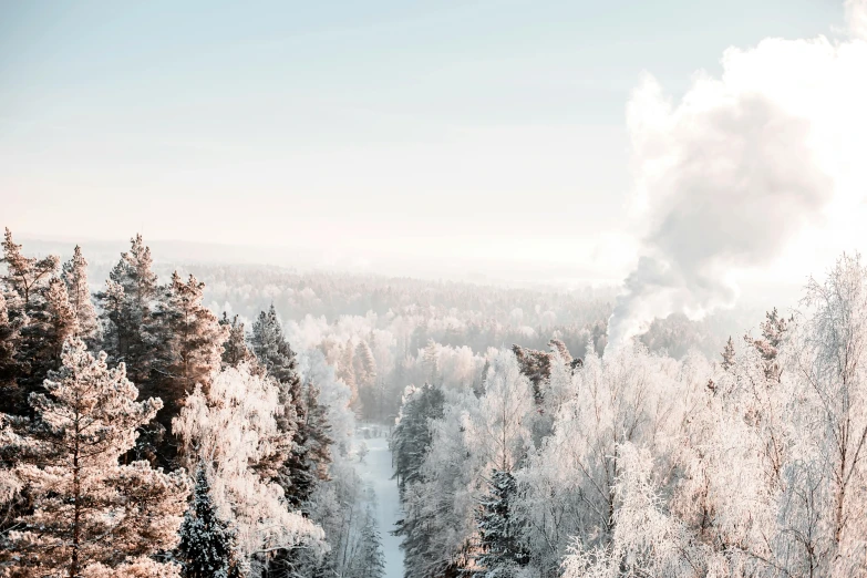 a forest filled with trees under a cloudy sky