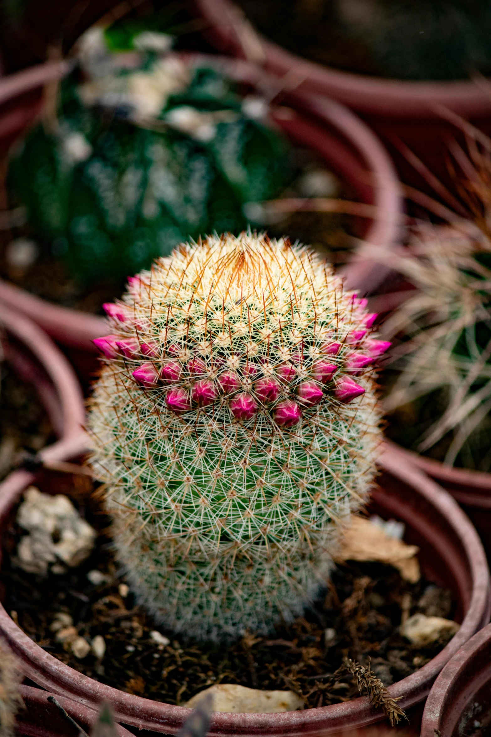 cactus spiky flowers are surrounded by plants