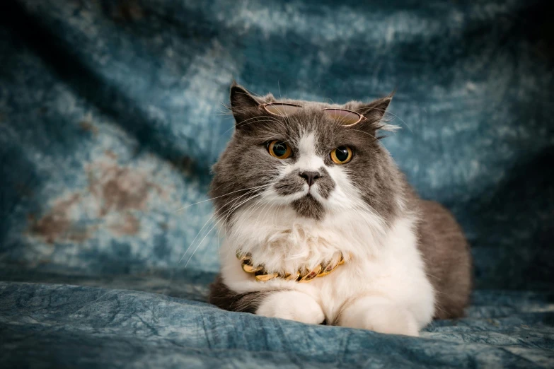 a gray and white cat looking at the camera