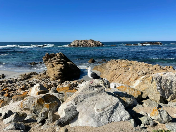 there is a bird sitting on the rocks by the water