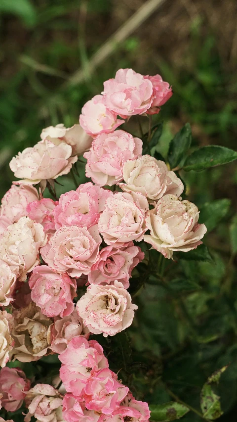 a bunch of pink flowers with green leaves