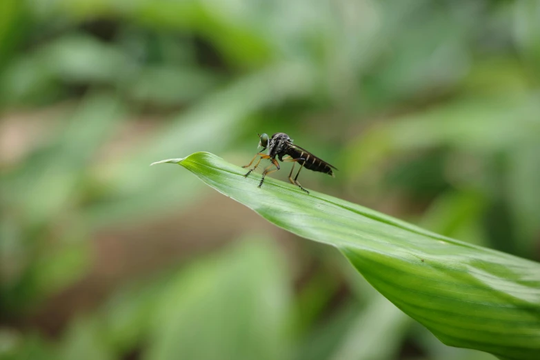 a black fly is sitting on top of a green leaf