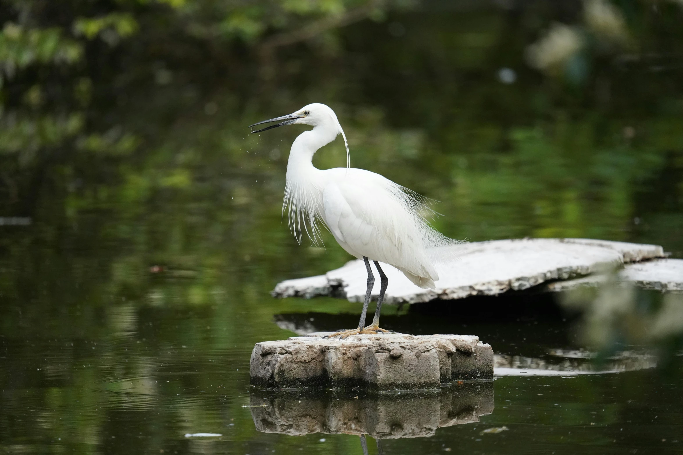 a large bird stands on a rock in a swamp