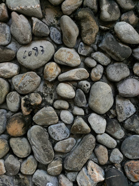 close up of rocks that include leaves and animals