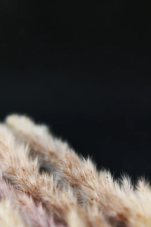 a close up image of a sheepskin with very dark background