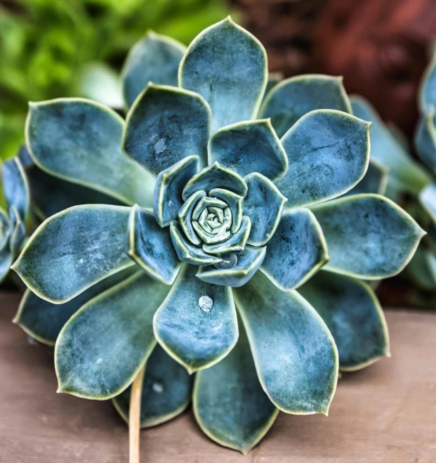 a succulent is sitting on a table next to other plants