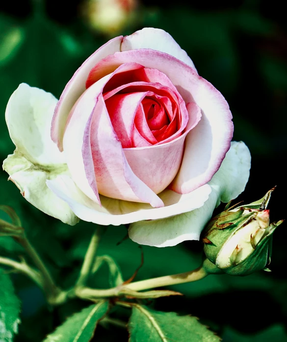 a pink rose with very thin green leaves