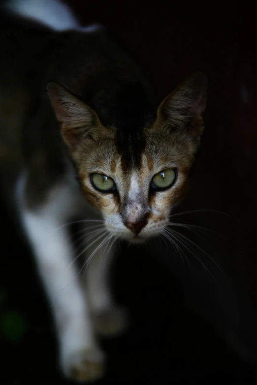 a cat that is standing in the dark