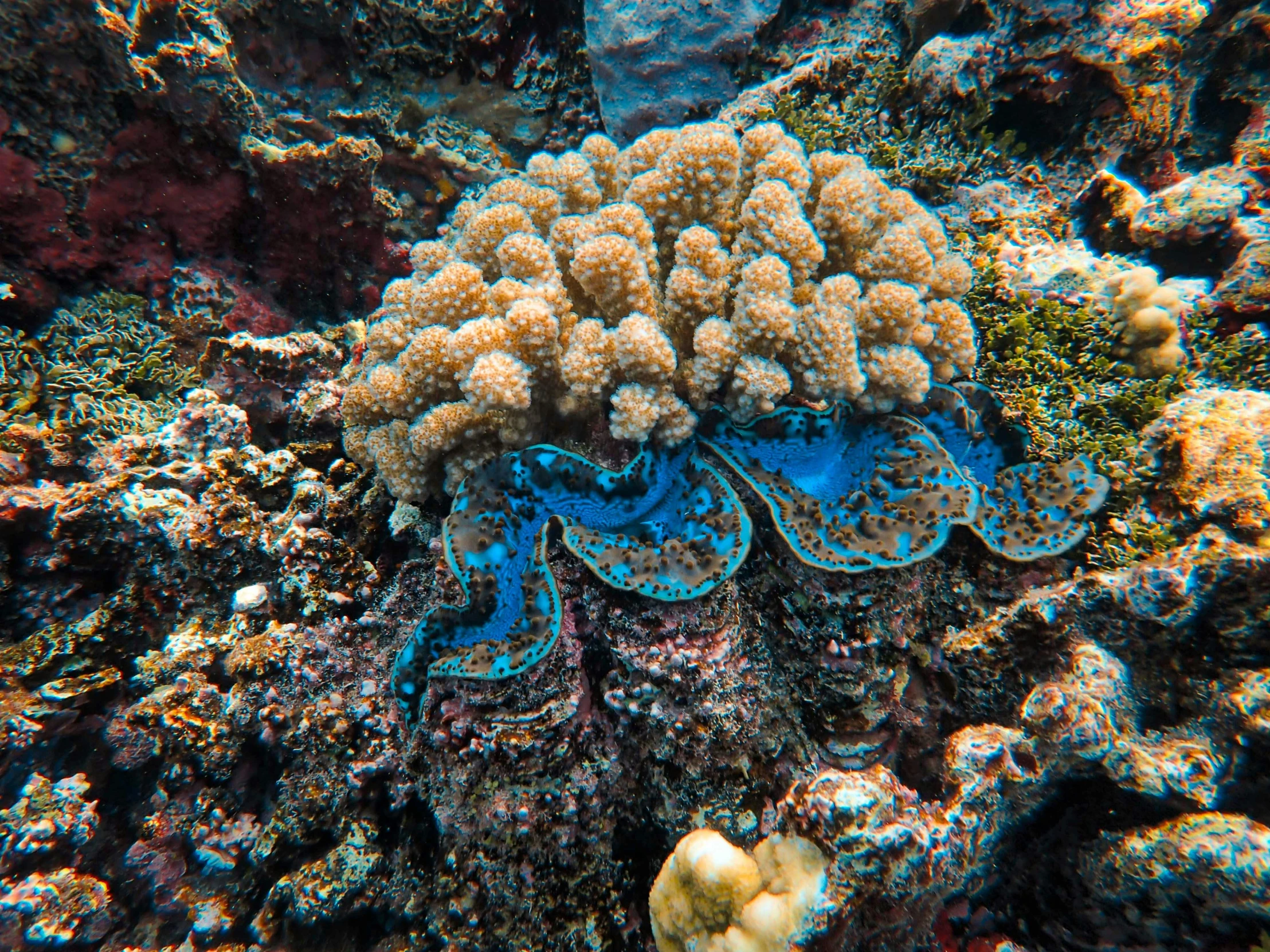 a coral covered in small blue and white bleaches