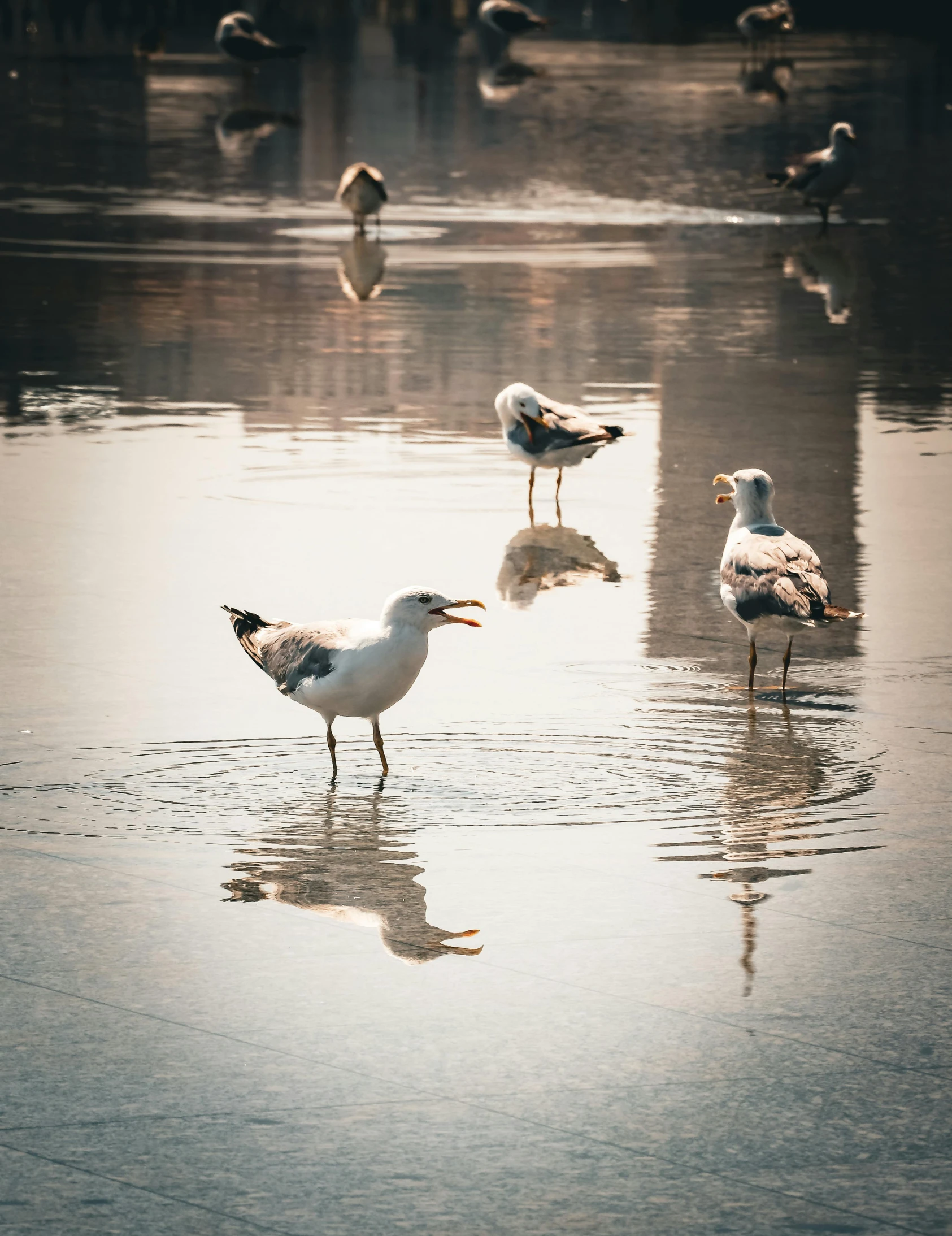 a couple of birds standing in the middle of some water