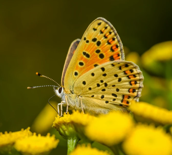 a erfly that is sitting on a yellow flower