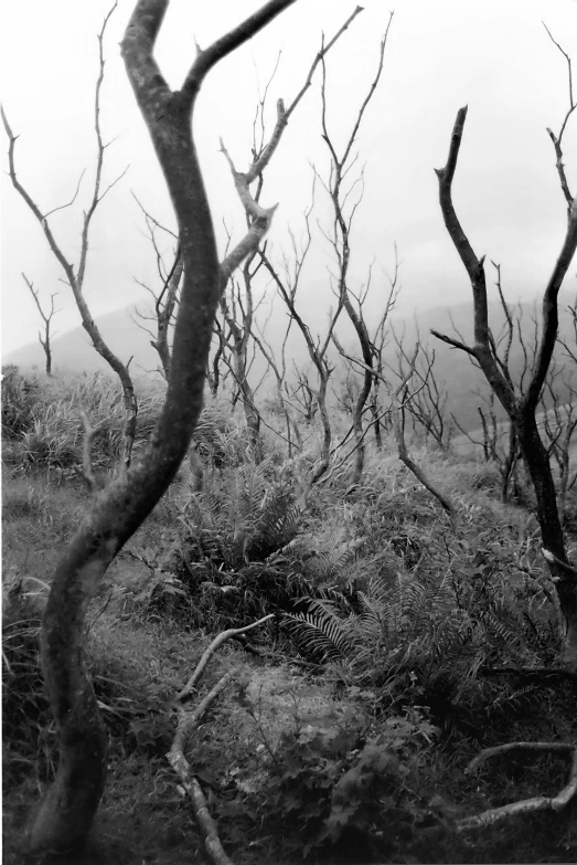 treetops in a field with bushes in the foreground