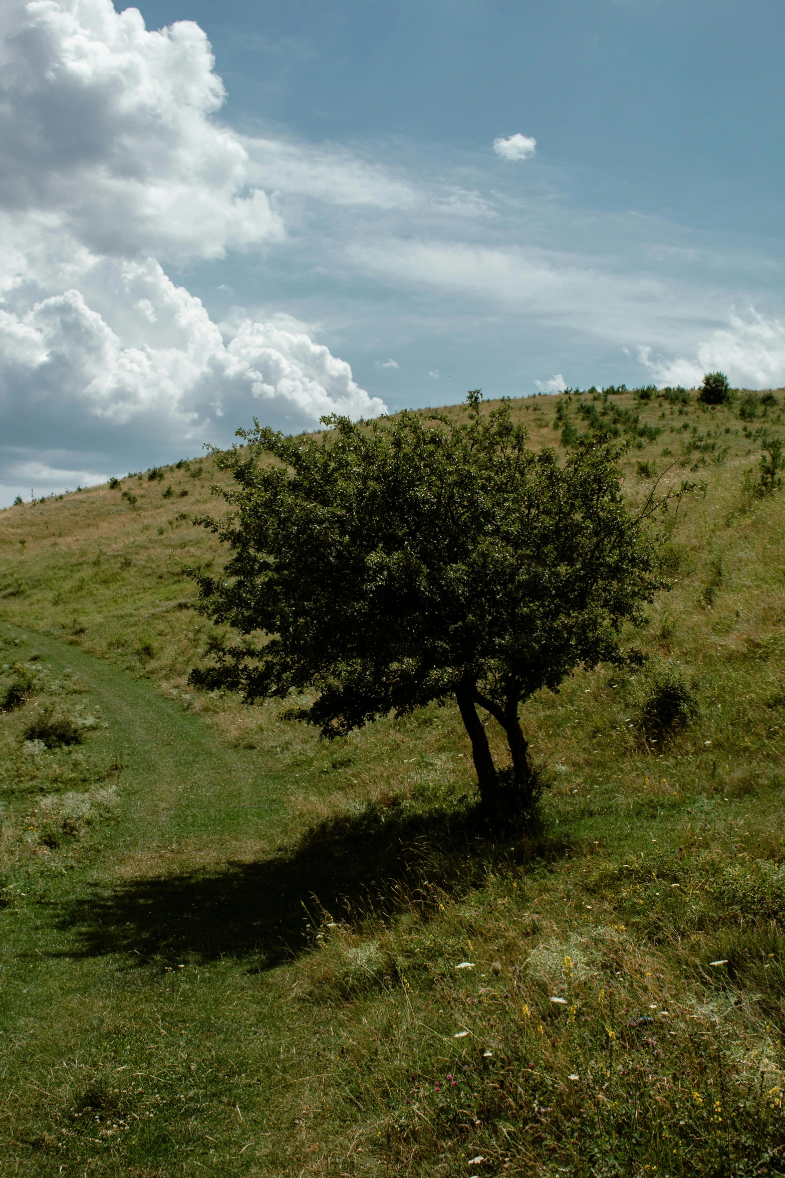 a lone tree sitting in the middle of a hill