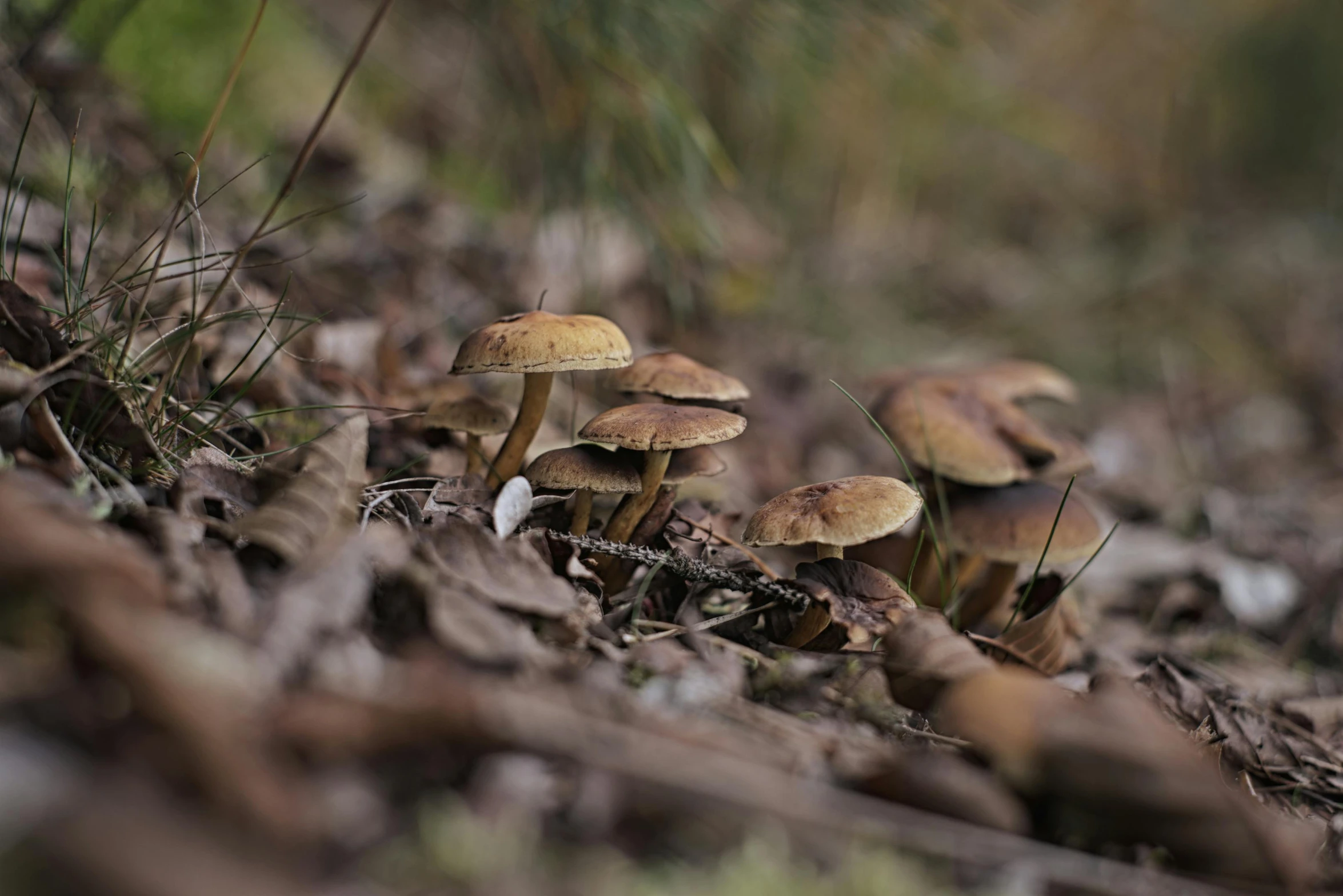 two small mushrooms are in the woods on the ground