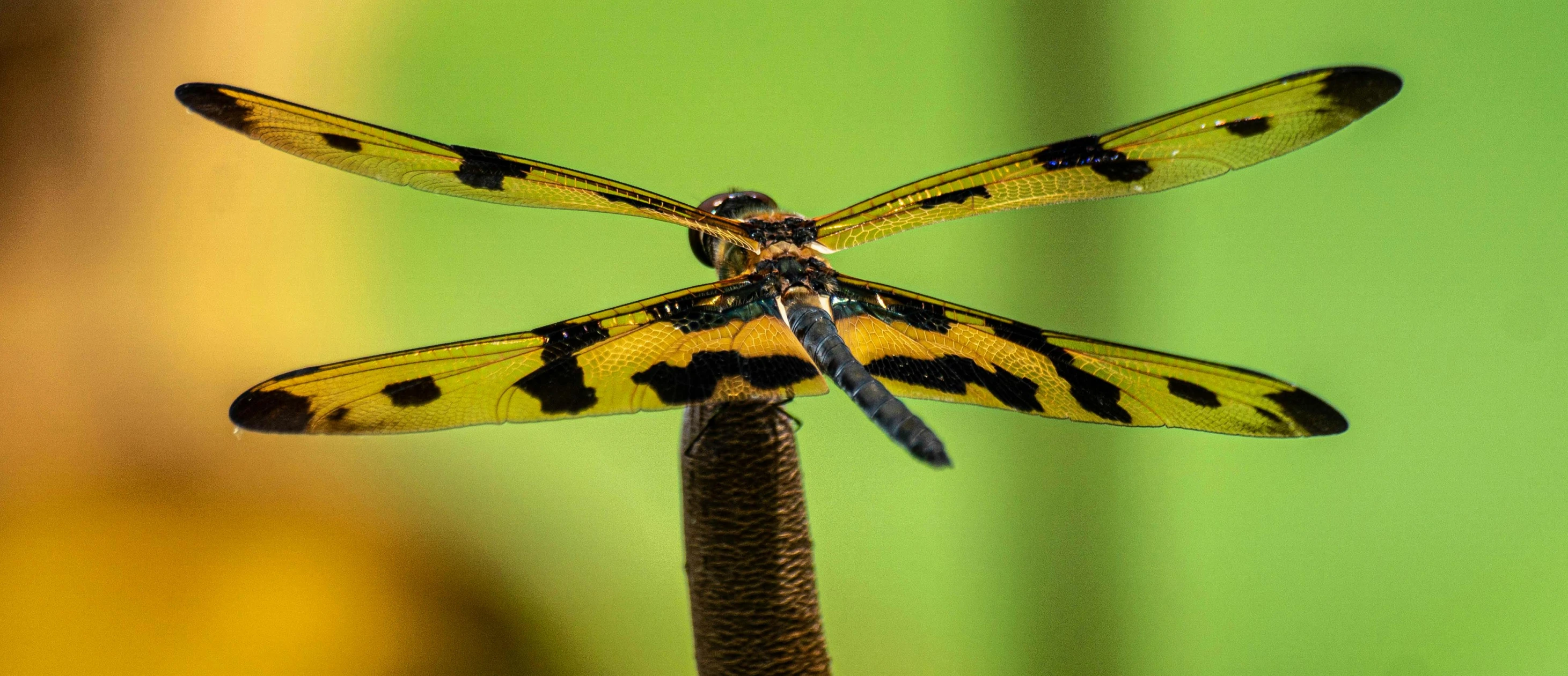 yellow and black insect sitting on top of a stem