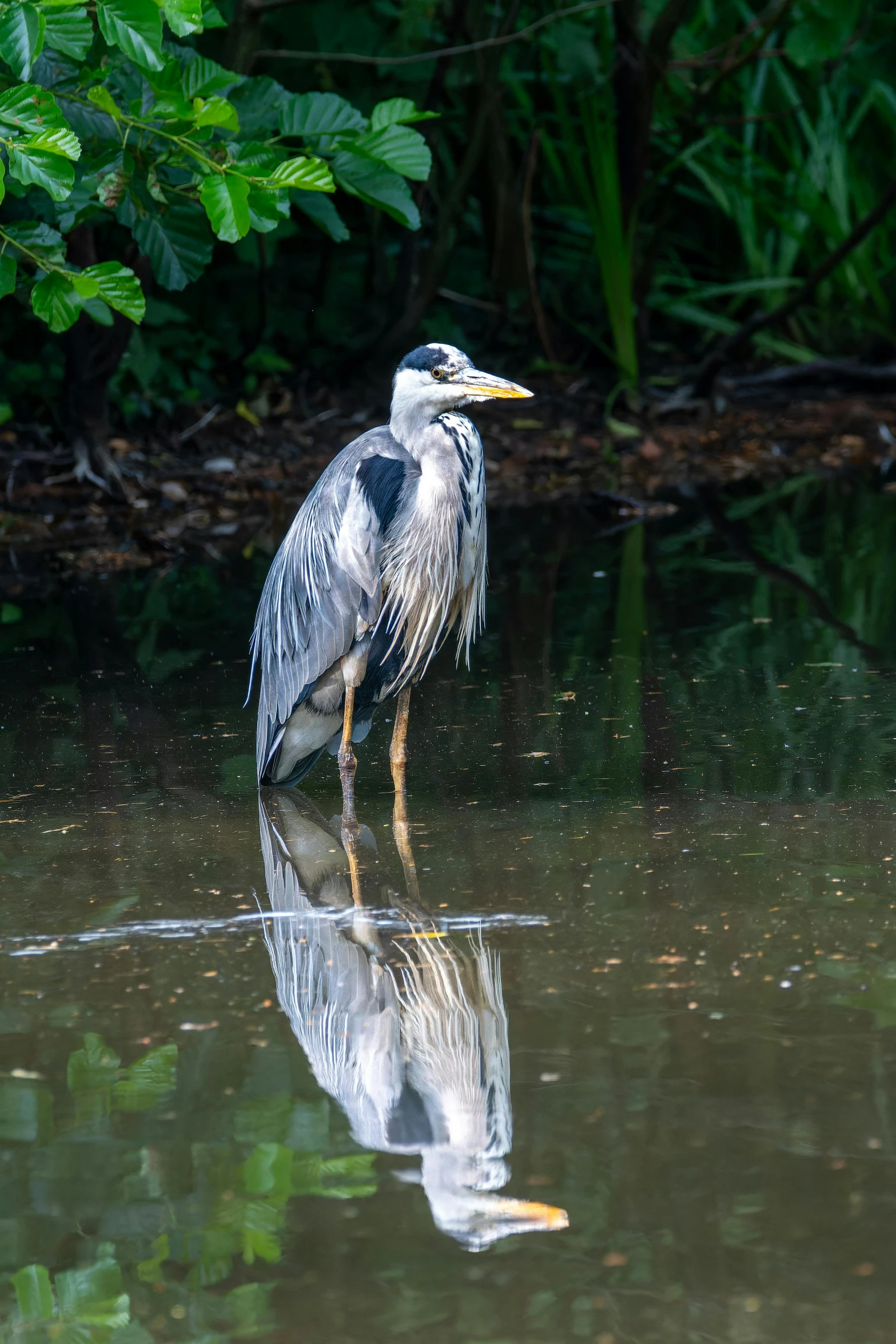 the bird has its reflection in the water