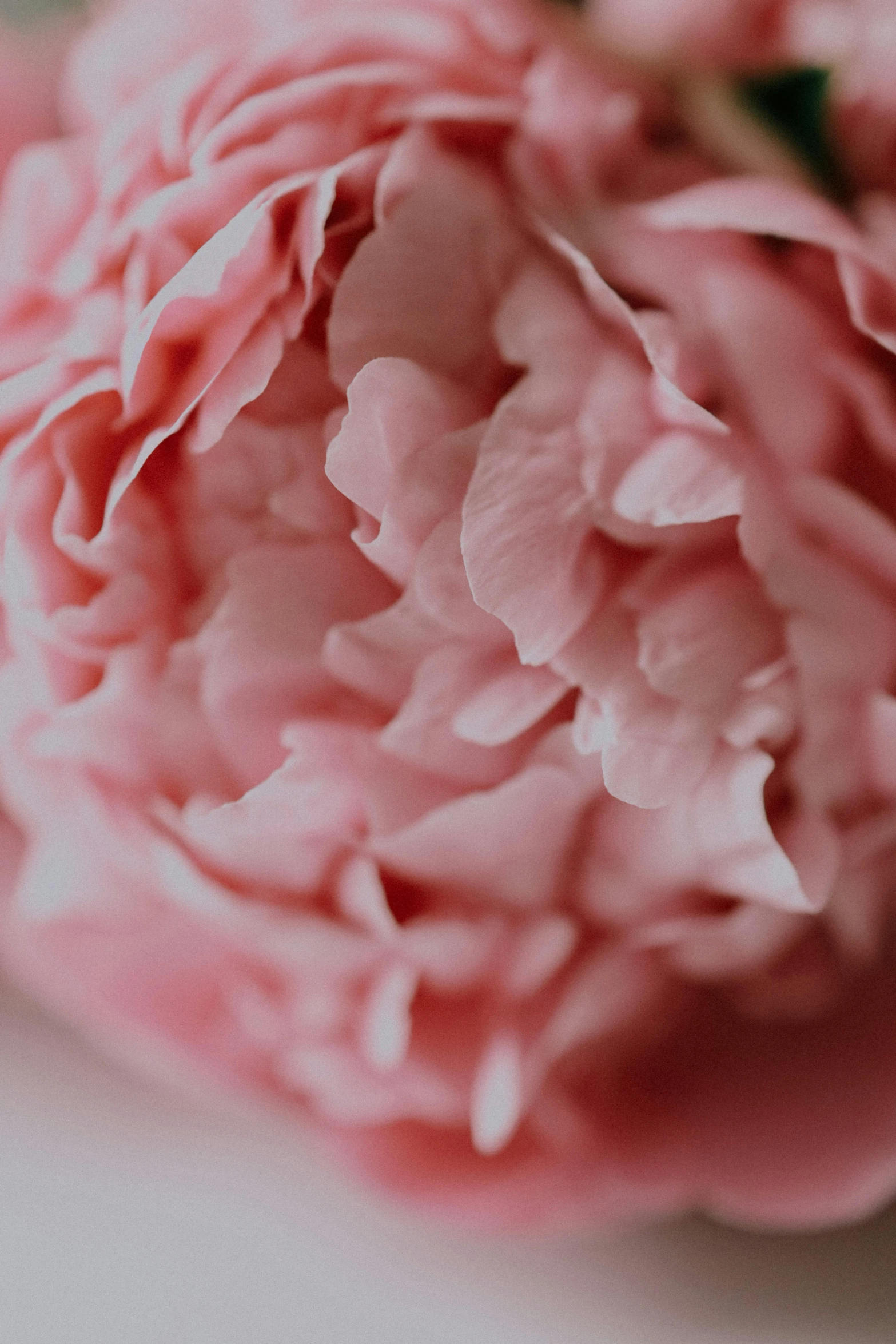 a close up of a very pretty pink flower