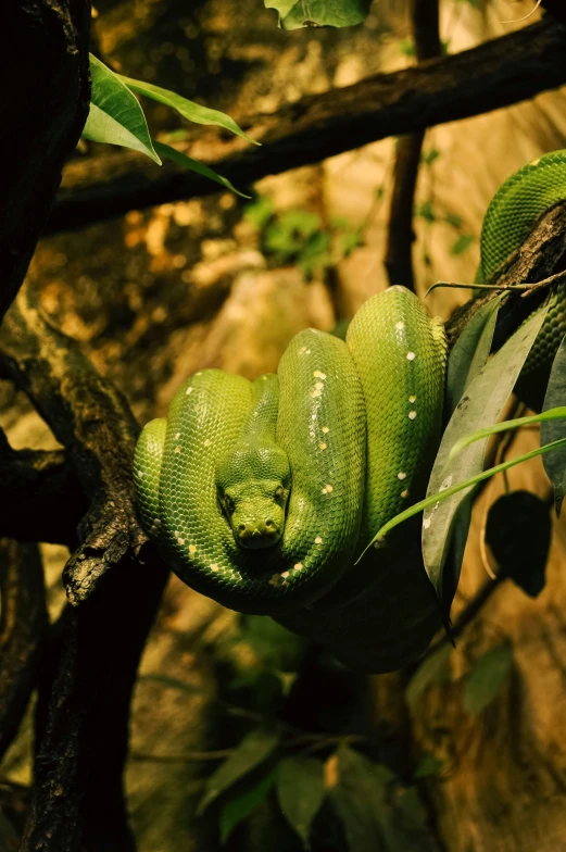 an odd green lizard crawling on a tree nch