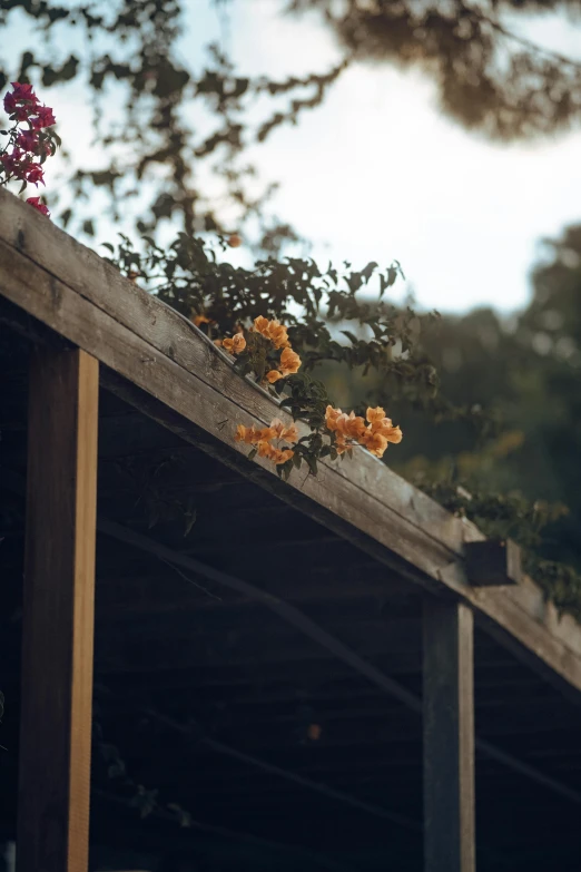 a wooden structure under a tree in a field