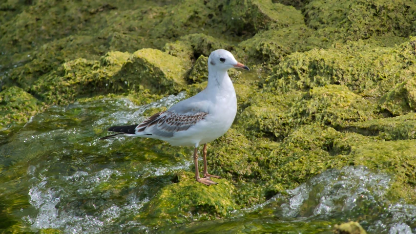 a white and black bird standing on a green grass covered hill