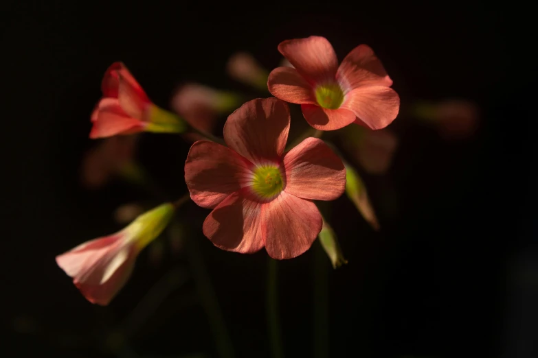 some pretty flowers in a glass vase on a black background