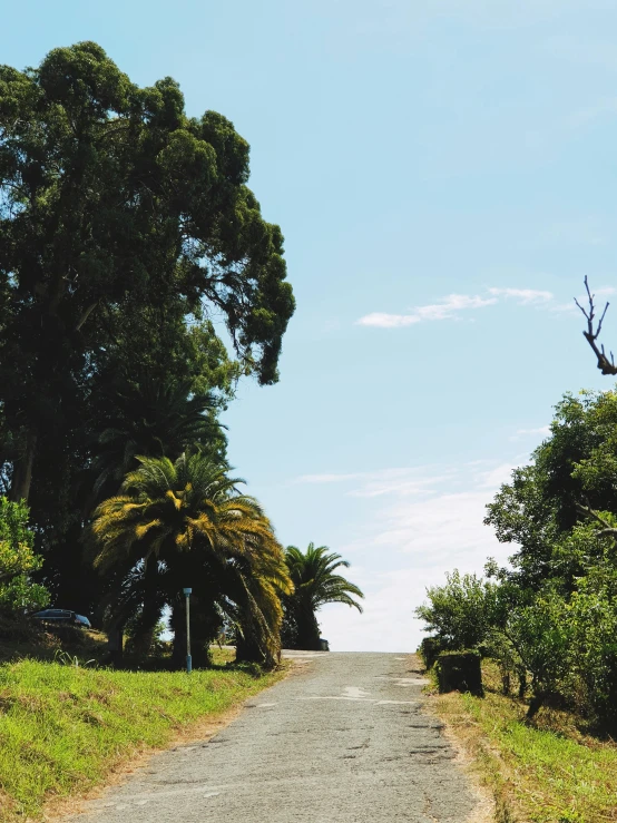 a scenic road leading to some trees and bushes