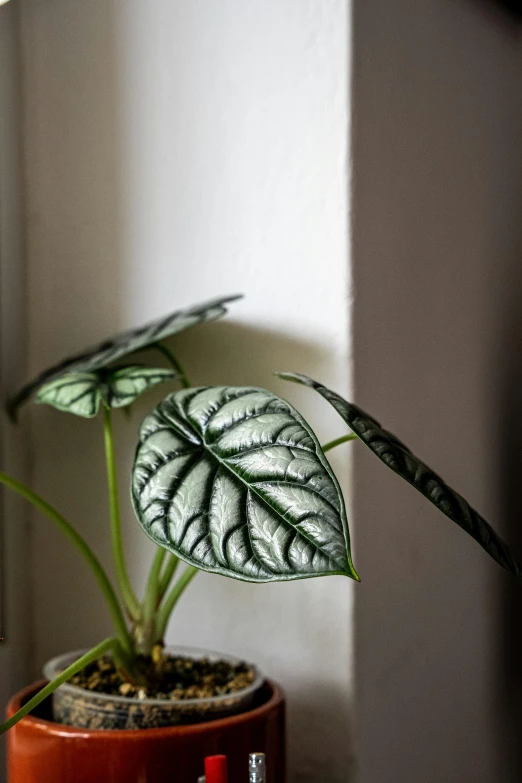 a potted plant sitting in a corner on a shelf