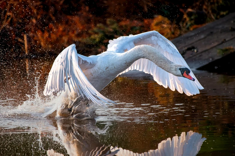 a swan taking off from the water to land