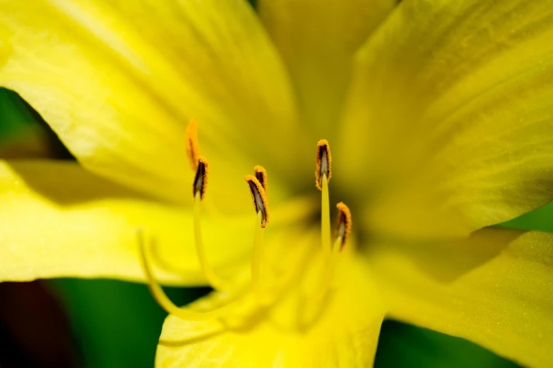 the center of a yellow flower with many tiny dots on it