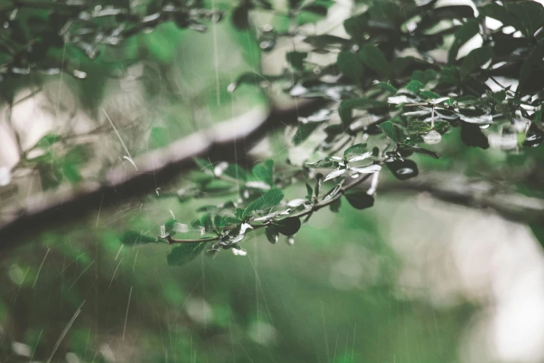 some very pretty green leaves on a tree