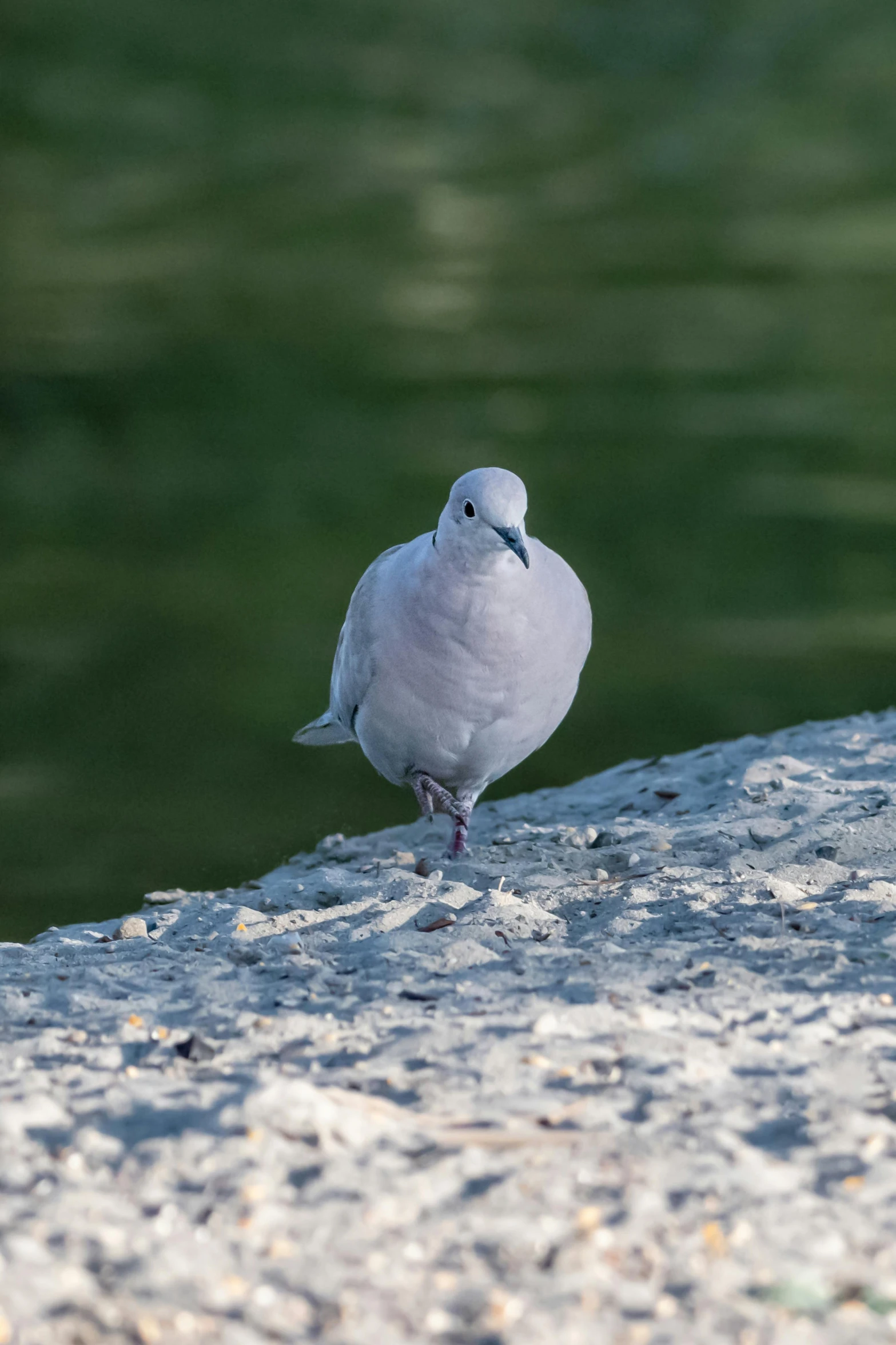 a seagull sitting in the sand near the water