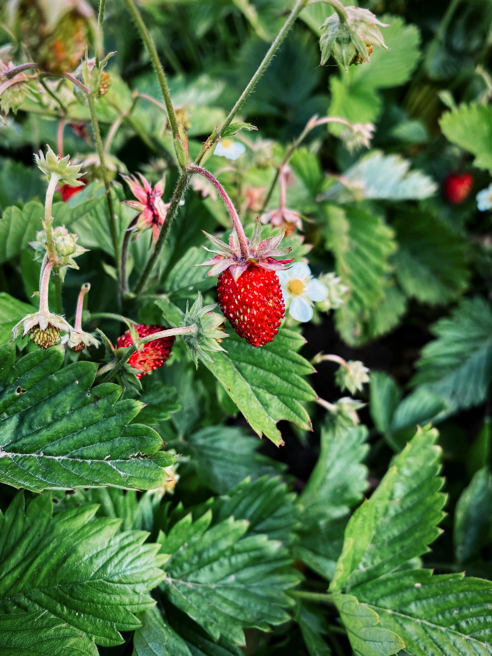 small red strawberries are on the stalk in the grass