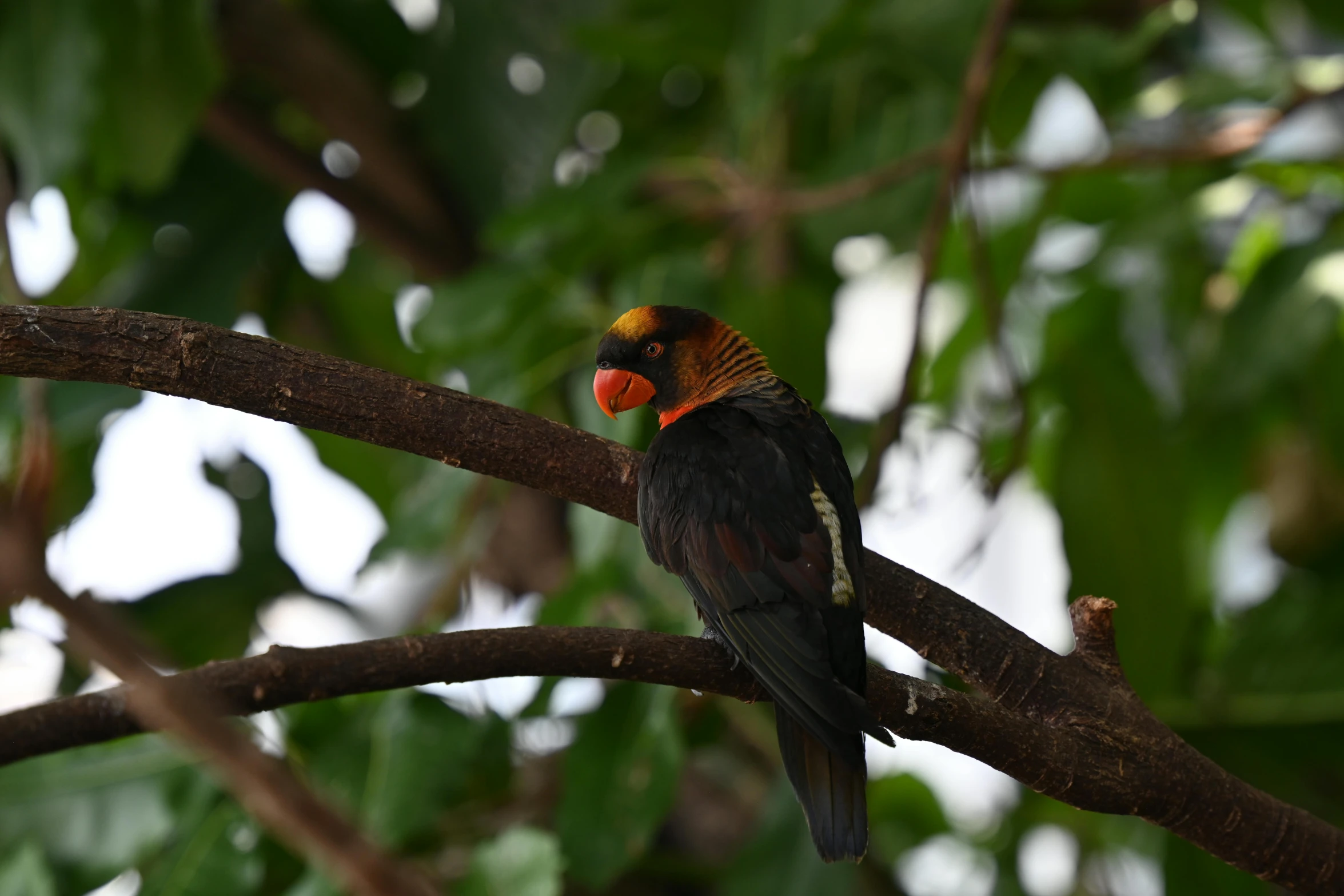 a parrot sits in the middle of the nch